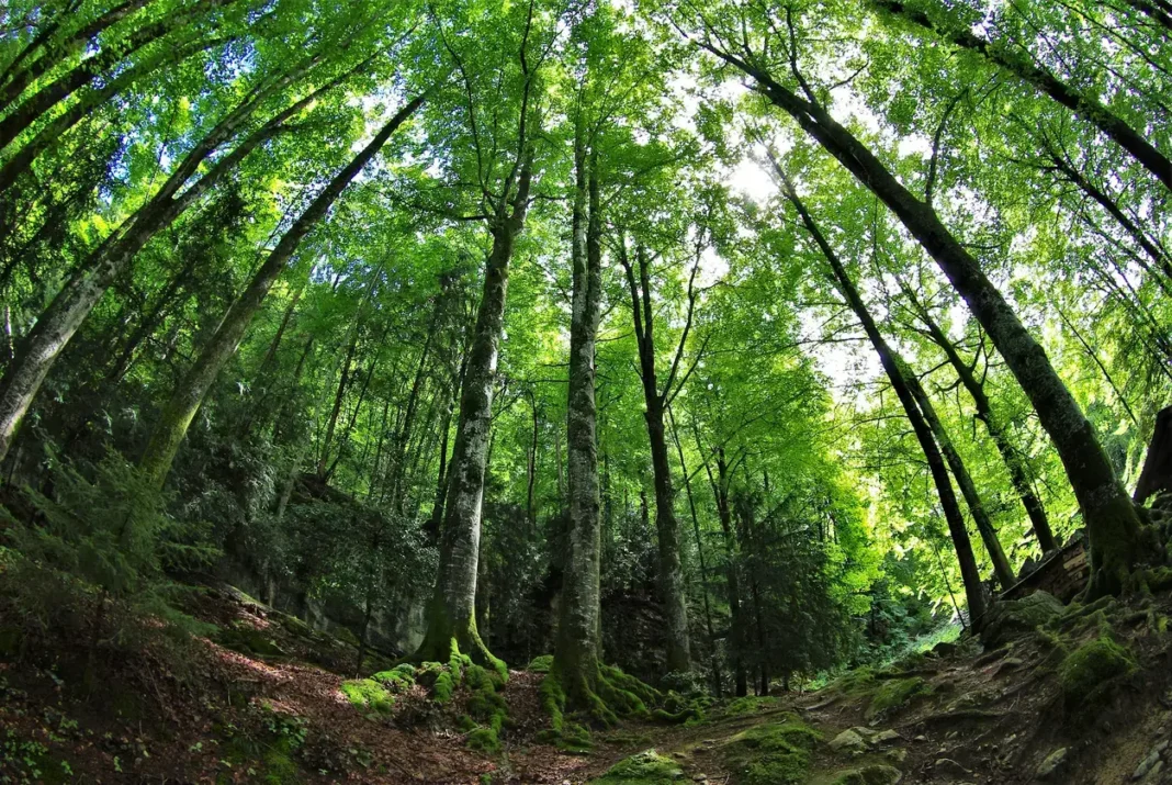 Le foreste sono costantemente esposte a minacce derivanti da attività umane sconsiderate, eventi climatici e aumento delle temperature globali.